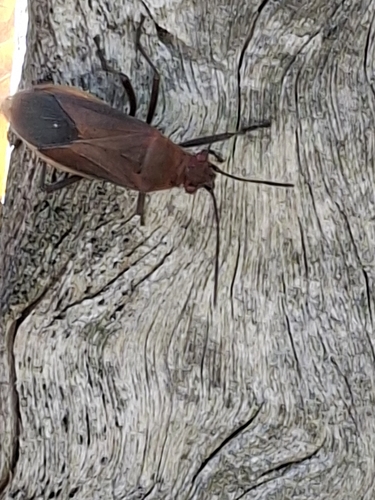 Leptocoris tagalicus