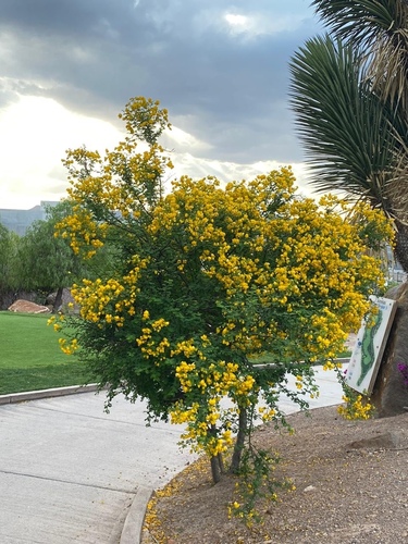 Wislizenus' Senna