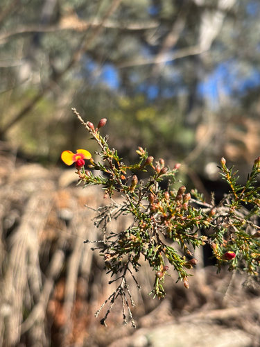 small-leaf parrot-pea