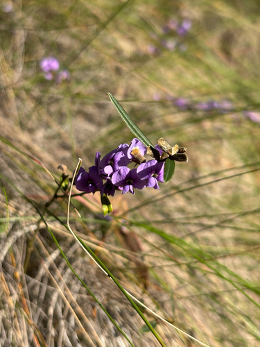 common hovea