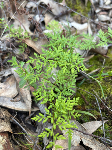 Rock Fern