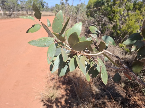 Broad Leaved Tea Tree