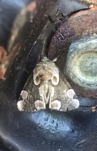 Peach Blossom Moth