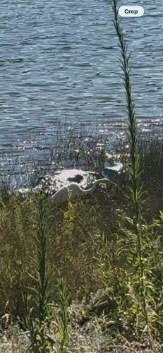 iNaturalist observation photo of Great Egret