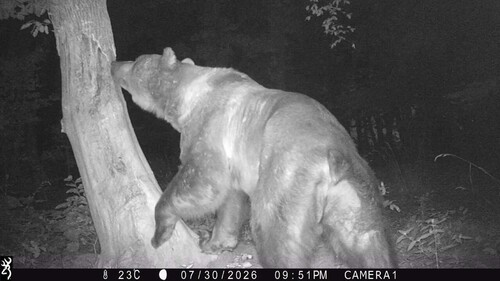 Eurasian Brown Bear