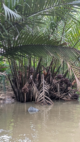 Mangrove Palm