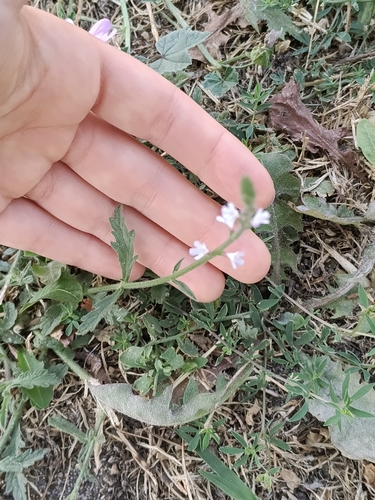 Common vervain