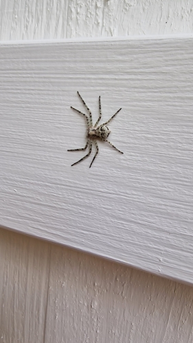 Lichen Running Spider