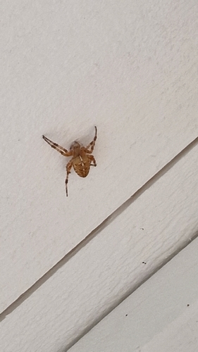 Cross Orbweaver
