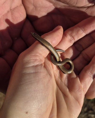 Yellow-bellied Three-toed Skink