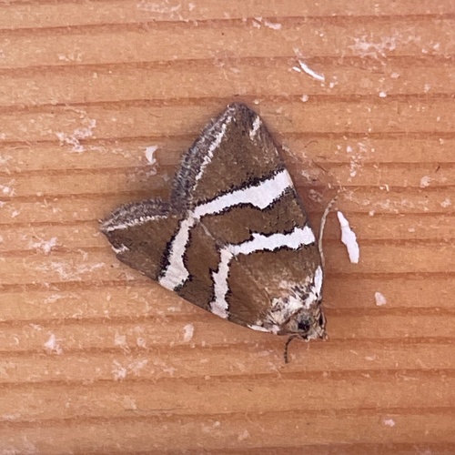 Silver barred