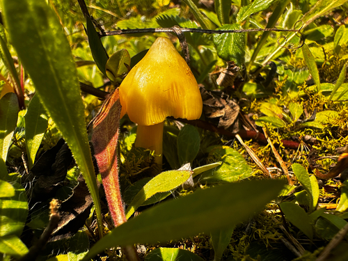 Persistent Waxcap