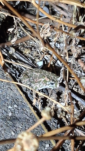 Balearic Green Toad