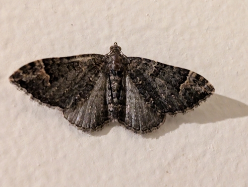 Clover Moth