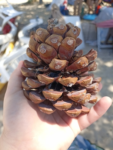 Stone pine