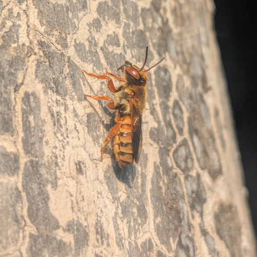 Megachile nigrofulva