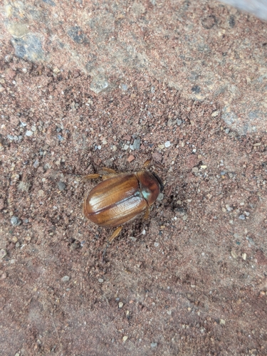 Anomala exoleta