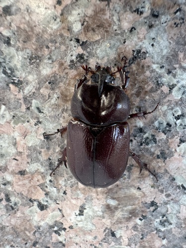 Phyllognathus excavatus