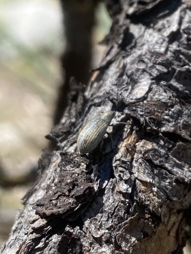 iNaturalist observation photo of Pachyrhinus elegans