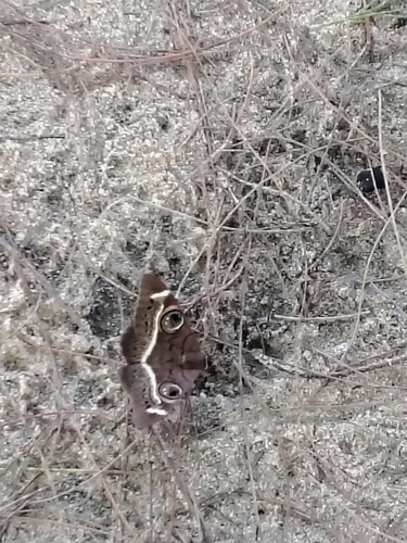 Creamstriped Owl