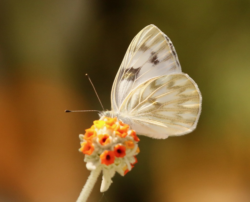 Checkered White Butterfly