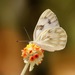 Mariposa Blanca con Parches Negros - Photo (c) janeyd, todos los derechos reservados, subido por janeyd