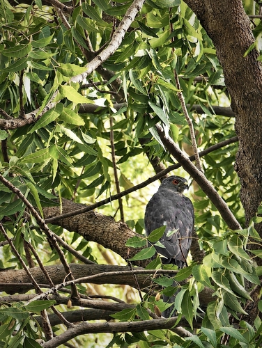 Tachyspiza badia sphenura