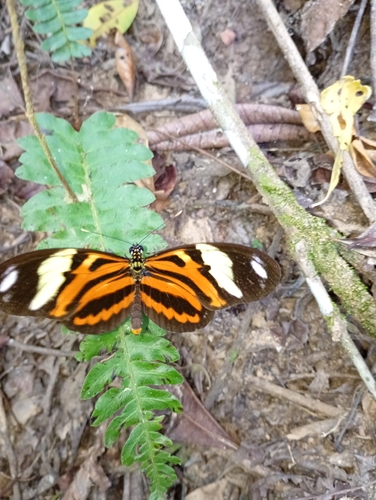 Heliconius ethilla narcaea