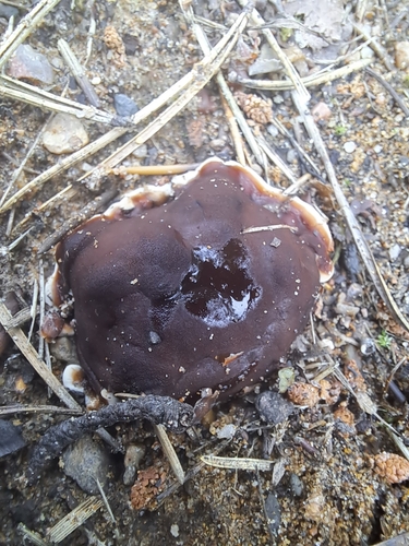 Doughnut Fungus