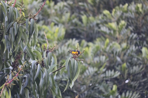 Purple-throated Euphonia