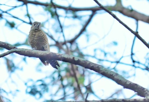 Little Woodpecker