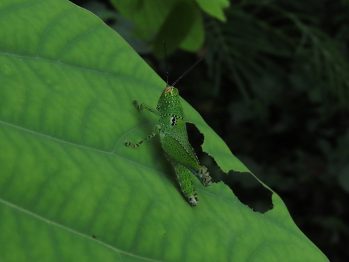 Rufous-legged Grasshopper