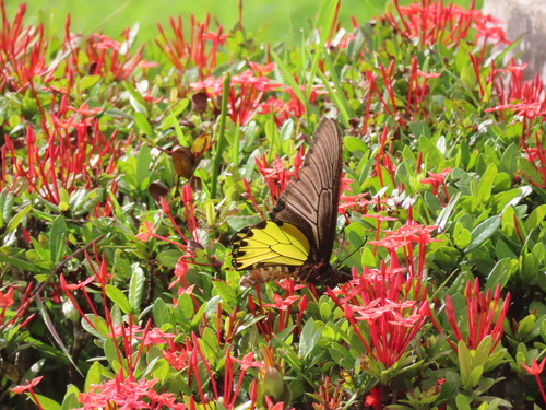 Golden Birdwing