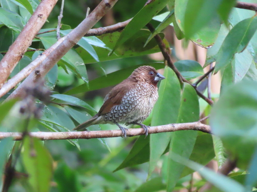 Scaly-breasted Munia