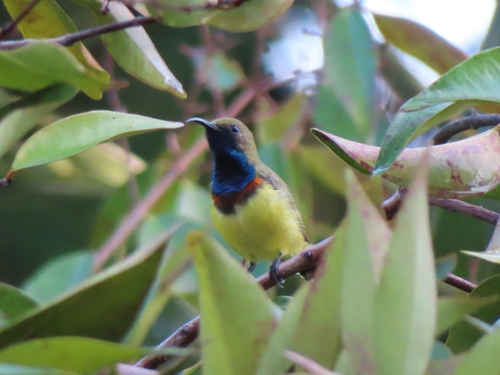 Ornate Sunbird