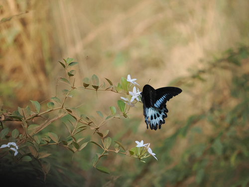 Sri Lankan Blue Mormon