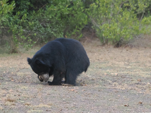 Sri Lankan Sloth Bear