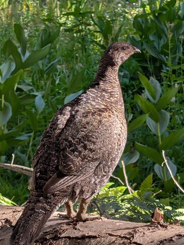 iNaturalist observation photo of Sooty Grouse