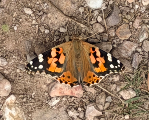 Painted Lady