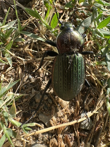 Carabus morbillosus