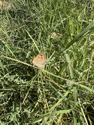 Small Copper