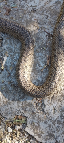 Caspian Whipsnake