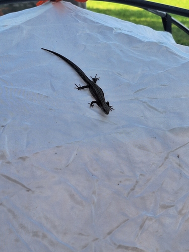 Viviparous Lizard