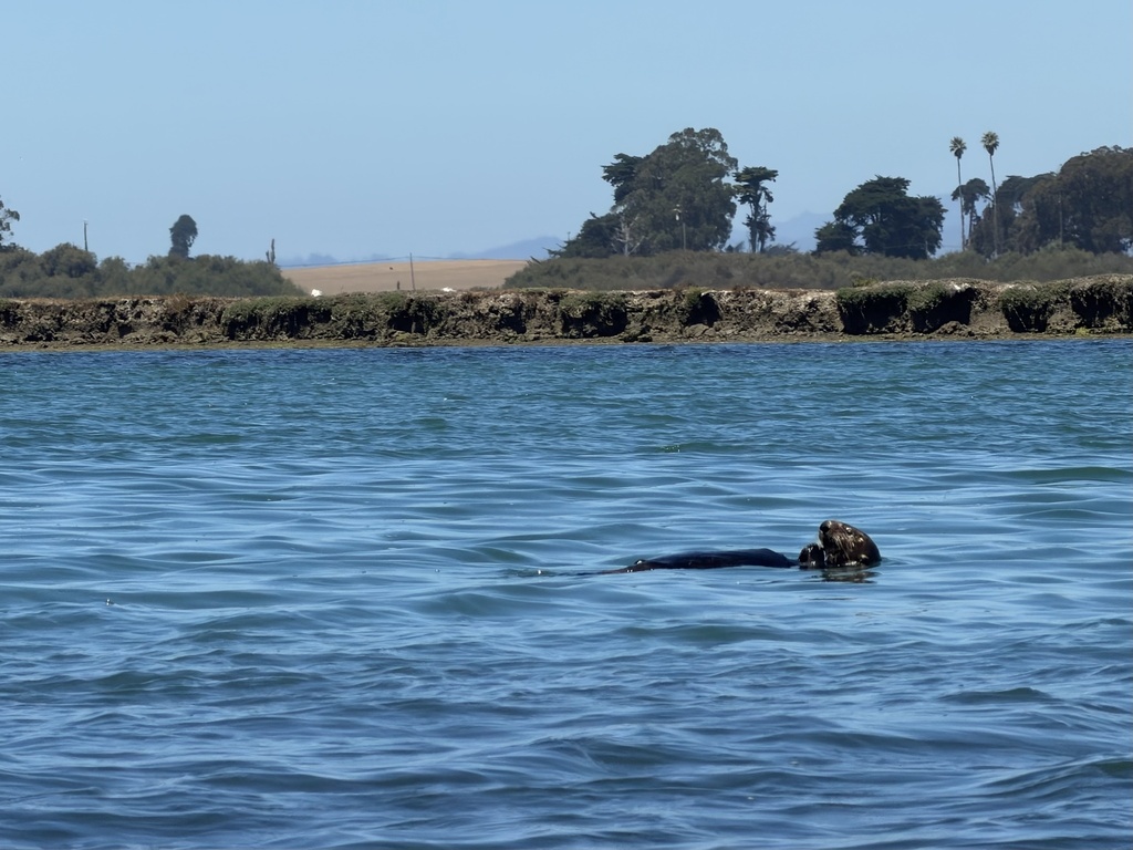 Sea Otter