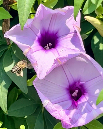 Western Honey Bee
