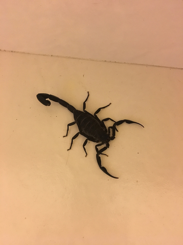 Centruroides nigrescens