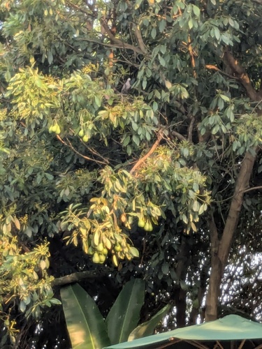 Red-eyed Dove