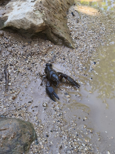 European Crayfish