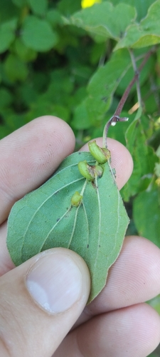 Dogwood Rivet Gall