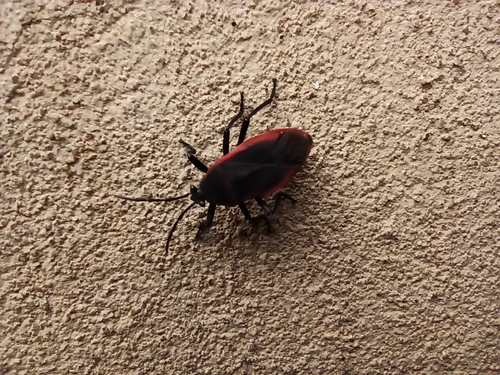 Largus rufipennis